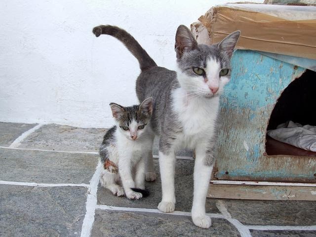 Greek Aegean Cat | Cute Cats